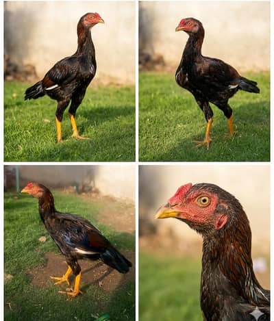 Game Line Aseel Patha