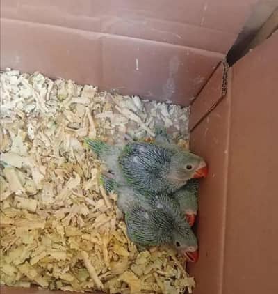 chicks available for sale