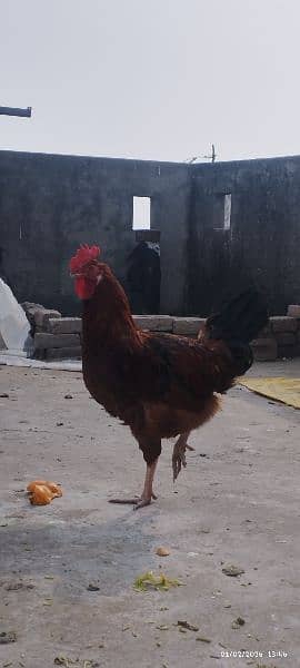 Desi Murga (ghar ka pala)