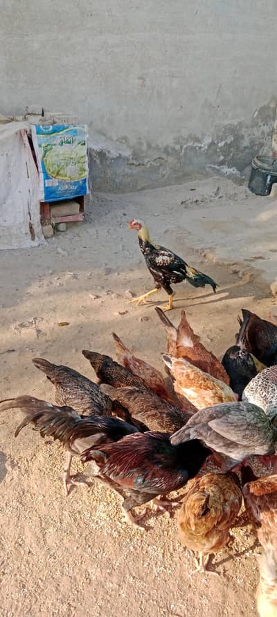golden misri Hens Desi