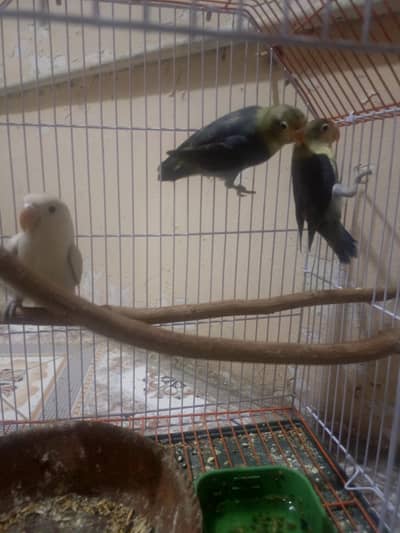 MashaAllah Quality love birds
