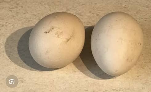 Peacock Egg 100 per fertile