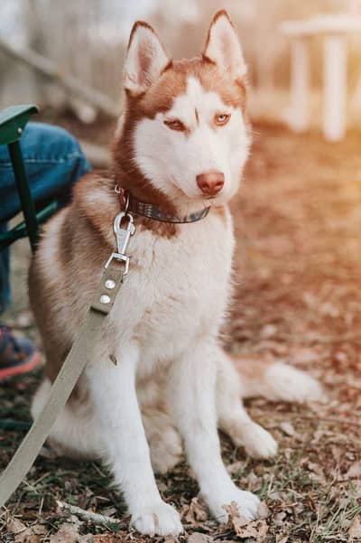 husky