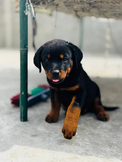 Rottweiler Female Puppy | 45 Days | Heavy Bon | Dewormed & Vaccinated