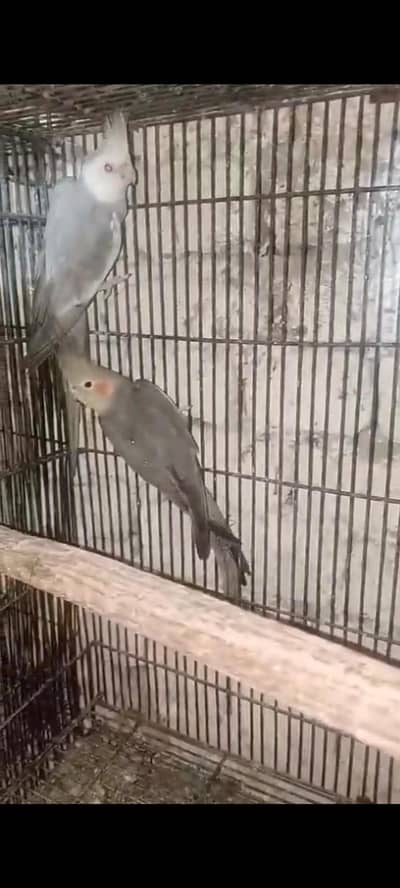 cocktail breeder pairs with chicks