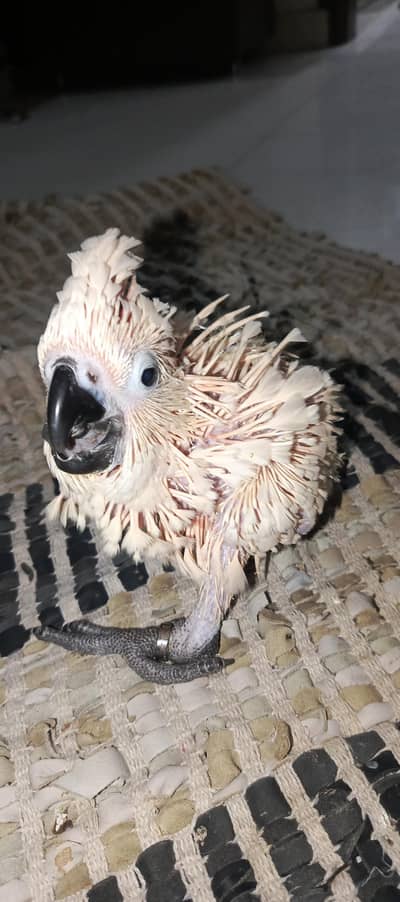 malakand cacatoa chick available