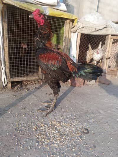 Thai aseel murga 03209745706