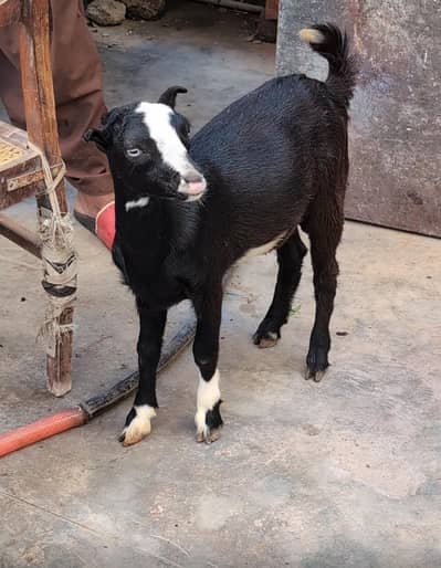 Chamba tedda /teddy/bakra/bakri/goat/black/white/sheep/sale/for sale