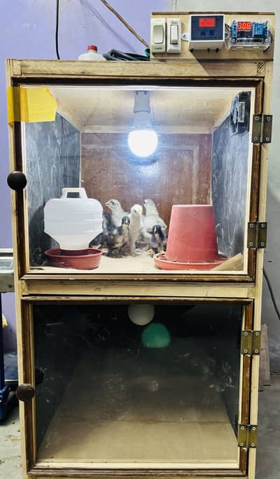 Heavy Duty 2 Portion Chick Brooder available for sale