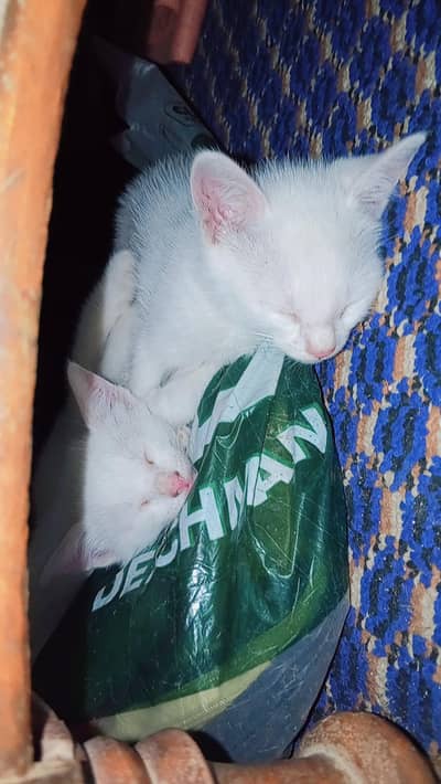 Blue eyes cute  cats