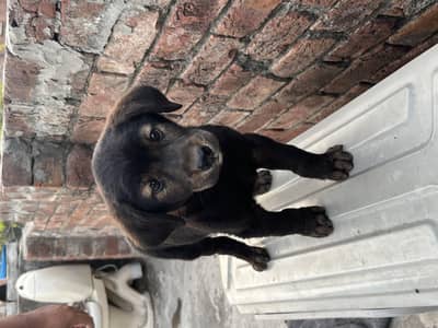 2 month age black colour