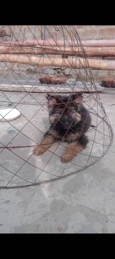 german shepherd puppy for sale
