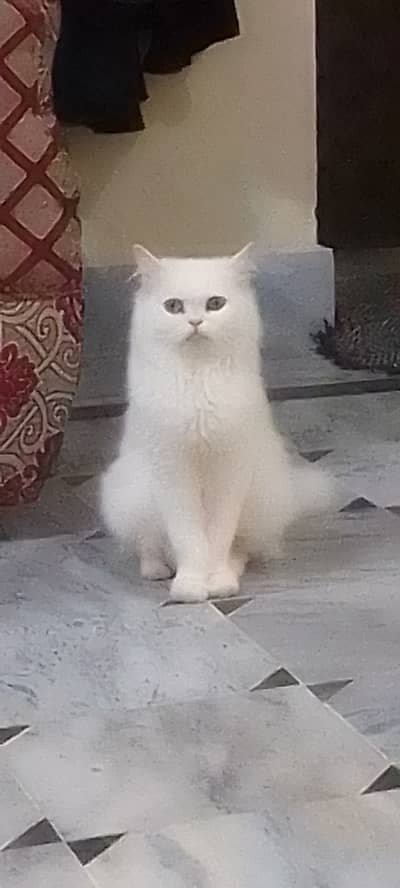 Tripple coated button nose cat