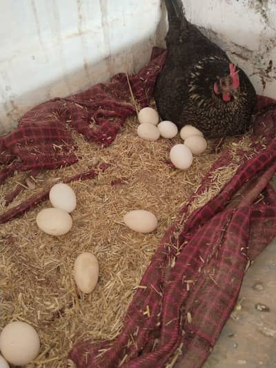 desi fertile eggs for sale