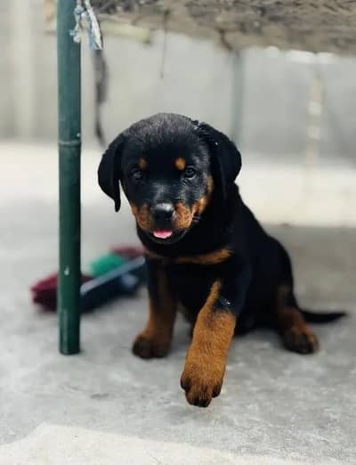Rottweiler Female & Male Jo chahye mill jaega