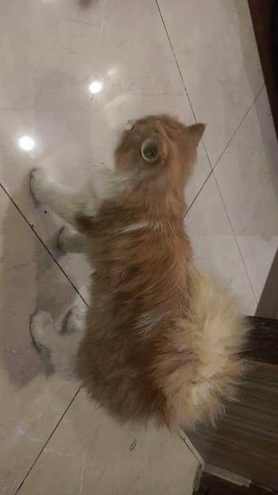 beautiful kitten for sale