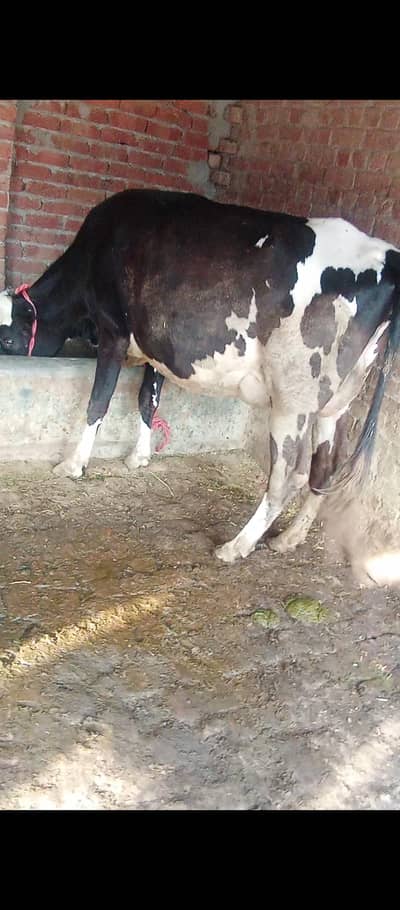 Frisian cross 1st timer