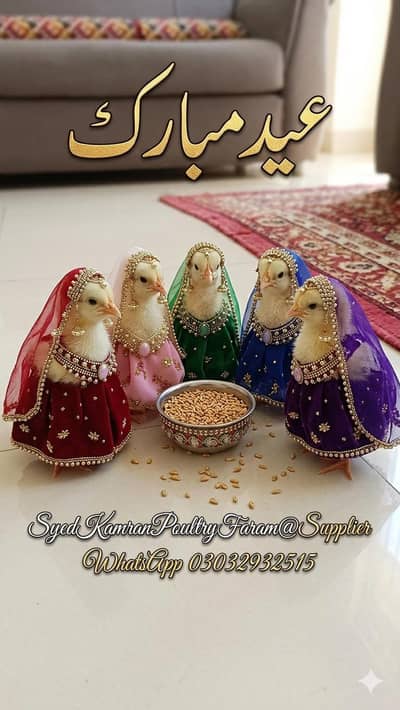 luman Black hen/golden chick's/ eggs laying hens |/pathy pathiya