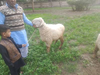 2desi chatray contact 03096560608