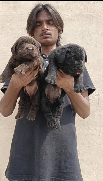 padigree British Labra | labrador dog | Labra puppies | Labra puppy