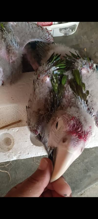 Green wing Macaw chick's