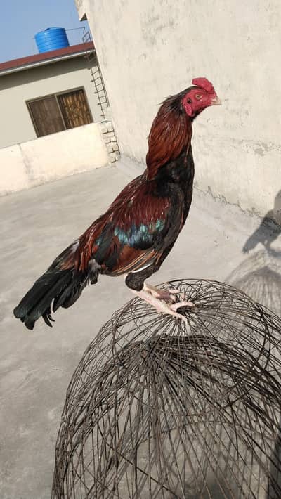 mianwali Patha available