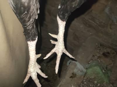 Aseel breeder murgha sale or exchange