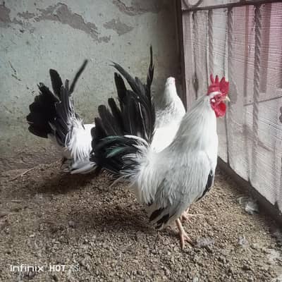 Eid offer breader pair 5500.