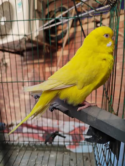lutino under exhibition female for sale