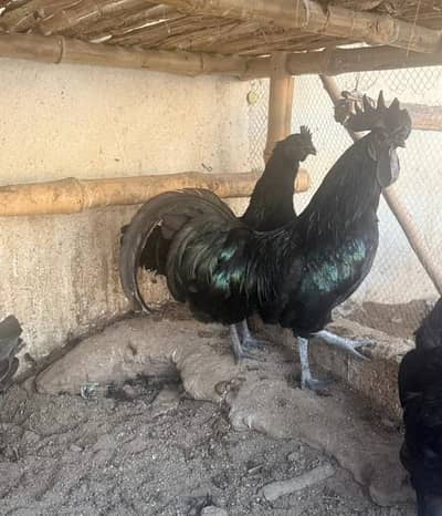 Sussex light, Plymouth rock, Ayam Cemani, Lakenvelder available