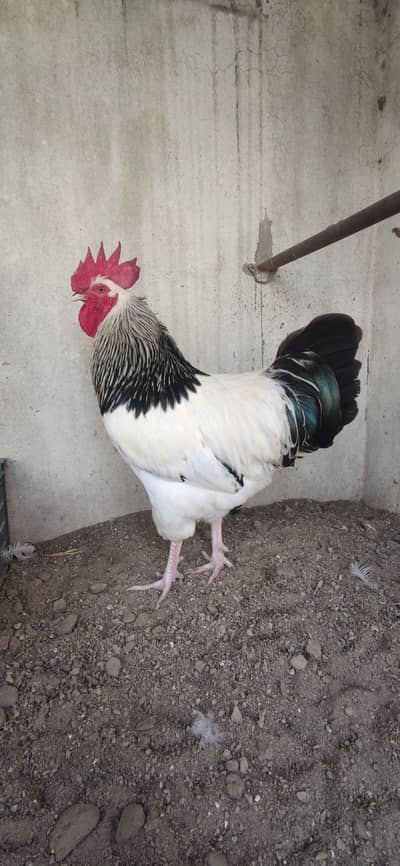 Sussex light, Plymouth rock, Ayam Cemani, Lakenvelder available