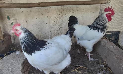 Sussex light heritage breeder pair & chicks, Plymouth rock chicks