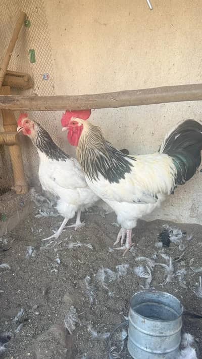 Sussex light heritage breeder pair & chicks, Plymouth rock chicks