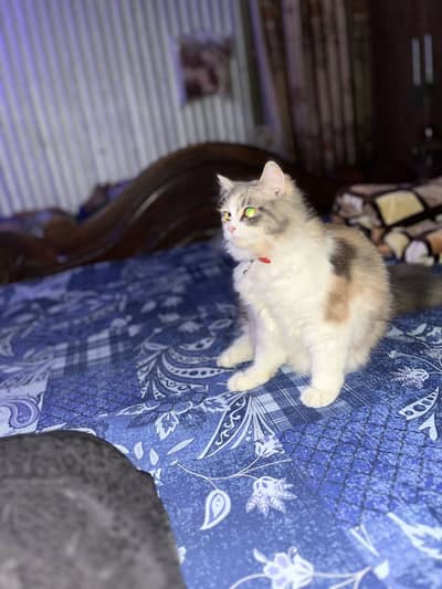 Kuku name hai litter traind hai