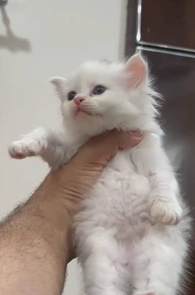 persian kittens for sale