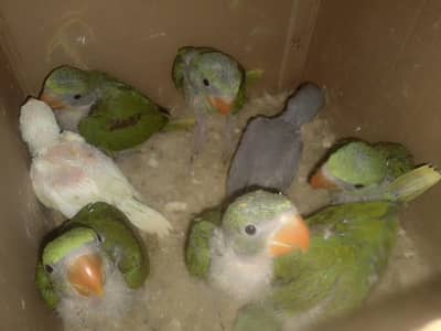 Pahari parrot 2 months babies