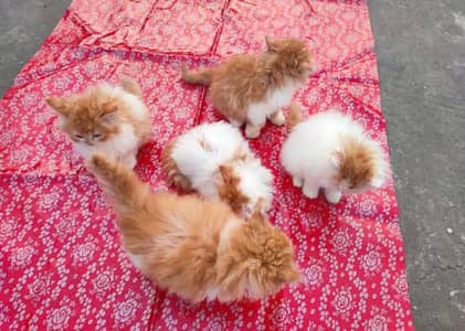 Show quality Persian kittens available in very cheap rates Eid offer