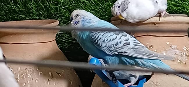 Urgent Sell - 16 Confirm Breeder Pair For Sell, Cheap Price