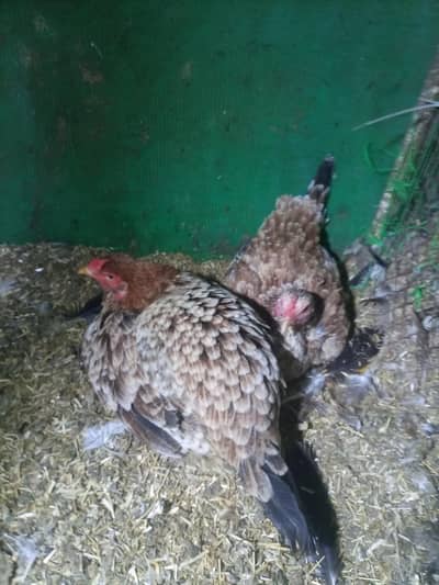 Aseel Murgha Murghi Pair -  2  Aseel Kurak Murghi 1 Desi Murgha