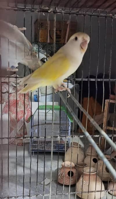 love birds cremino working female par blue opline and and grey female