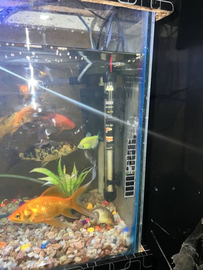 Fish+ 3.5 ft aquarium Available