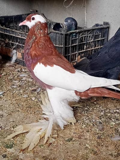 Red Megpia Reversing Female for Sale