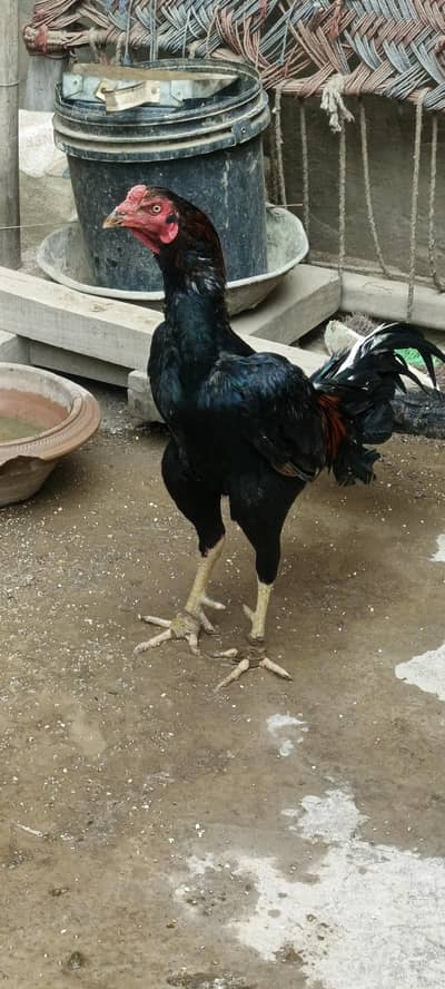 Aseel patha for sale