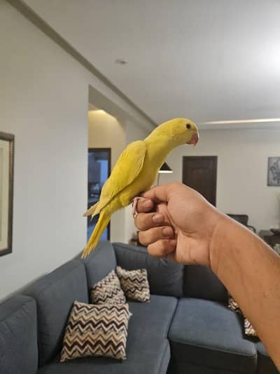 Lacewing buttercup yellow parrot