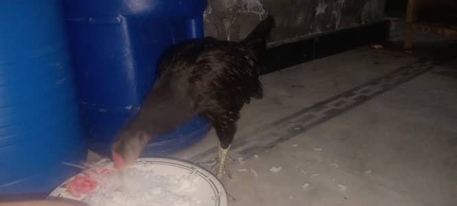 Pure Desi Home Based grown Hen.