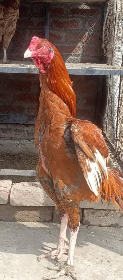 breader aseel murga for sale and 1 young male aseel patha for sale