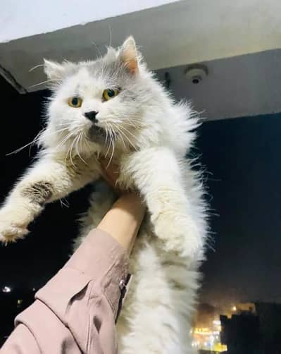 Matting k Liye available