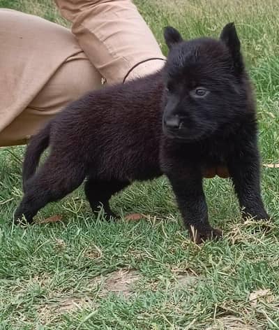 German shepherd Pair | Puppy | GSD | Dog for sale | Long coat