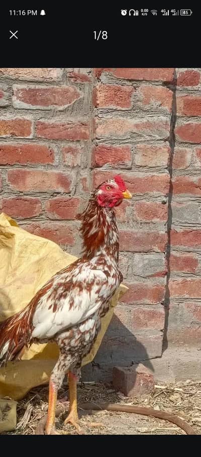 beautiful aseel murga for sale male