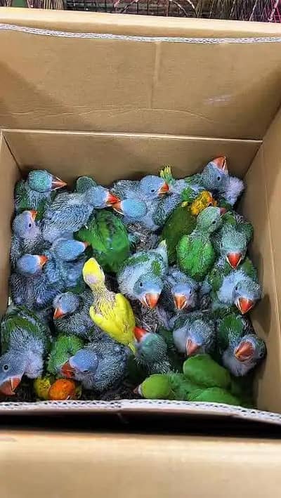 sunconure, redwing 03124381493 contect